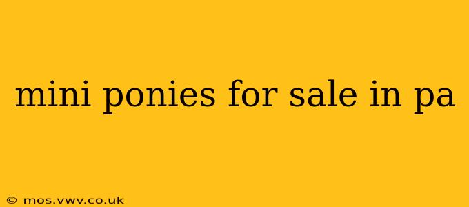 mini ponies for sale in pa