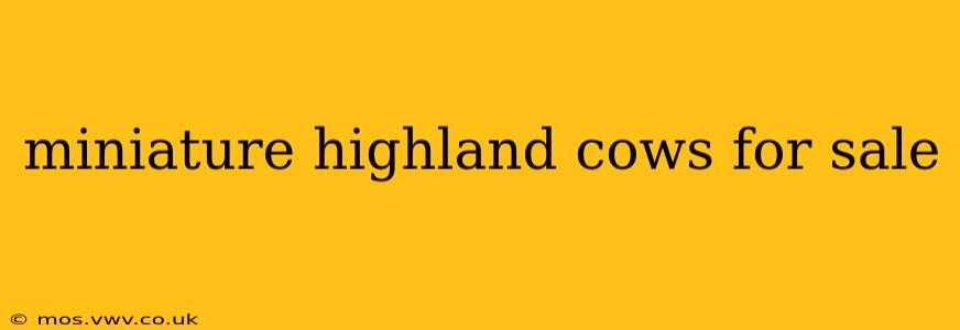 miniature highland cows for sale