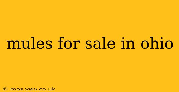 mules for sale in ohio