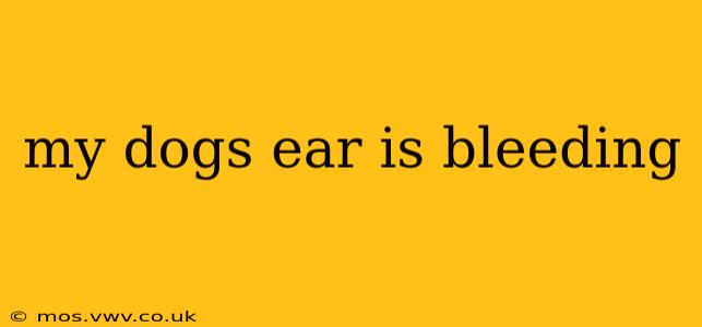 my dogs ear is bleeding