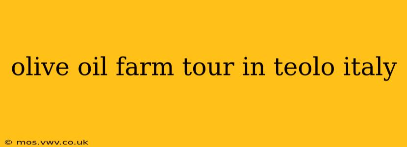 olive oil farm tour in teolo italy