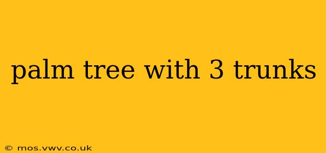 palm tree with 3 trunks