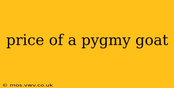 price of a pygmy goat