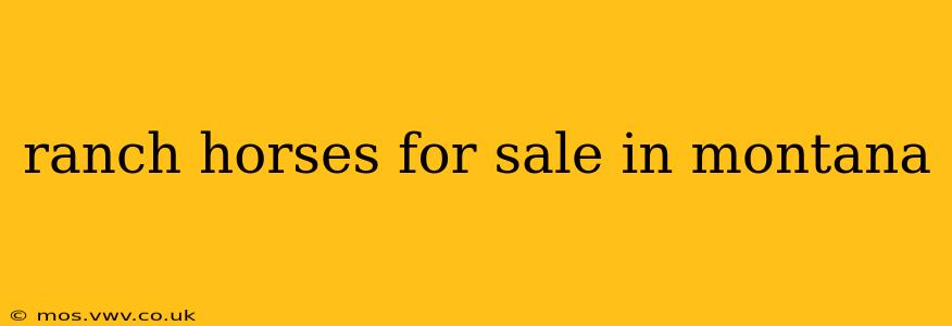 ranch horses for sale in montana