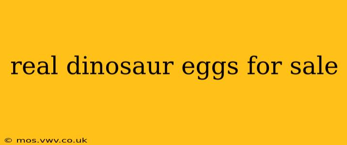 real dinosaur eggs for sale