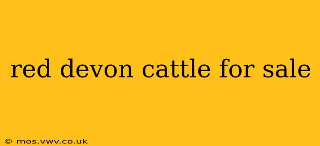 red devon cattle for sale