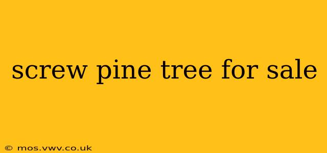 screw pine tree for sale