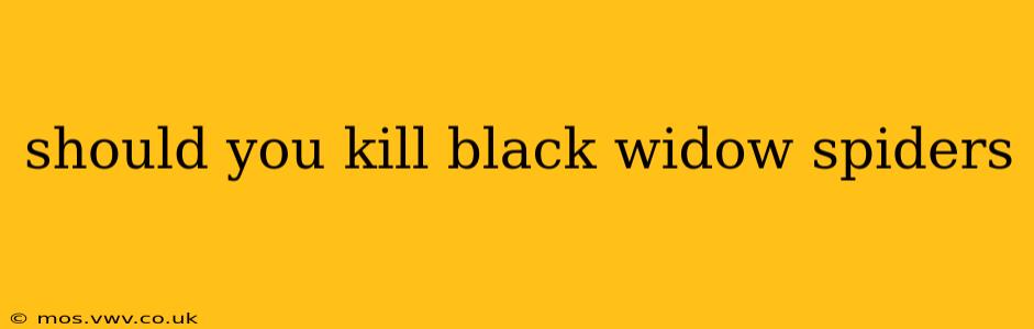 should you kill black widow spiders