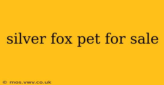 silver fox pet for sale