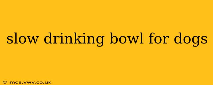 slow drinking bowl for dogs