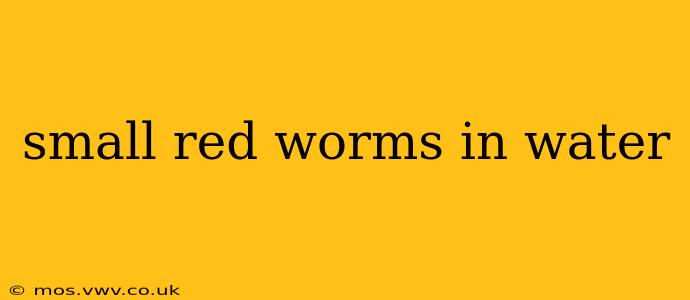 small red worms in water
