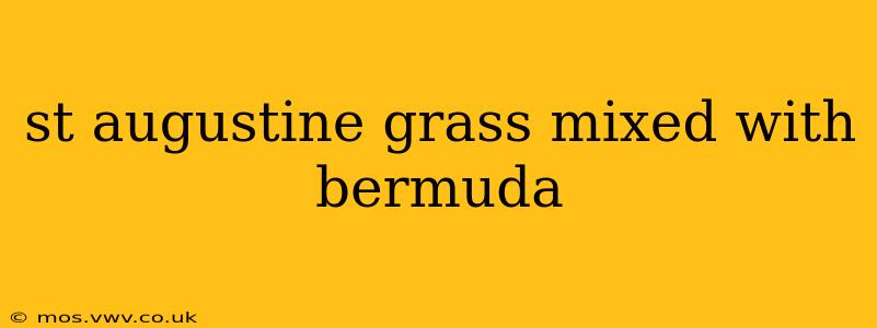 st augustine grass mixed with bermuda