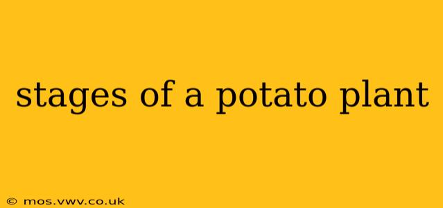 stages of a potato plant