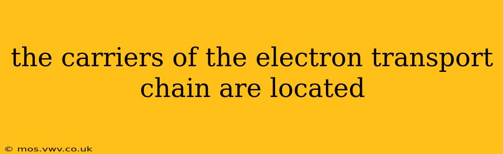 the carriers of the electron transport chain are located