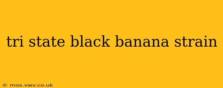 tri state black banana strain