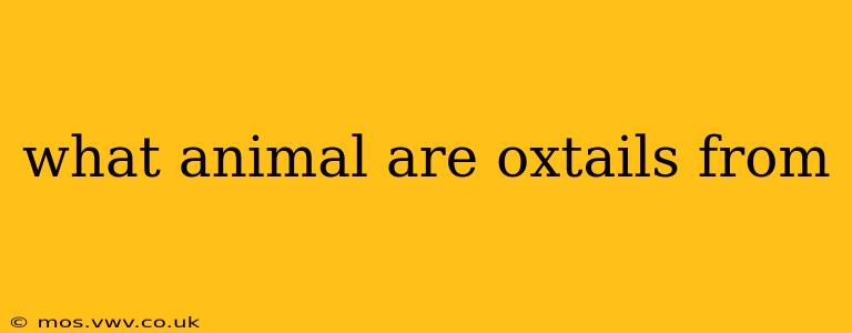 what animal are oxtails from