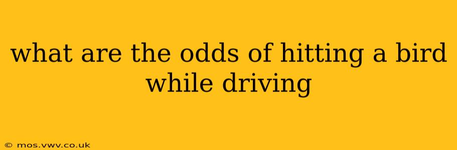 what are the odds of hitting a bird while driving