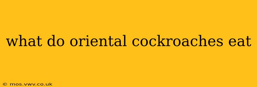 what do oriental cockroaches eat