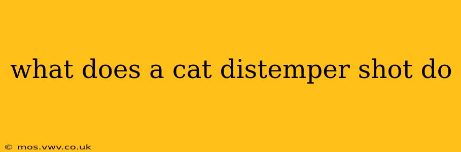 what does a cat distemper shot do