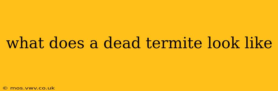 what does a dead termite look like