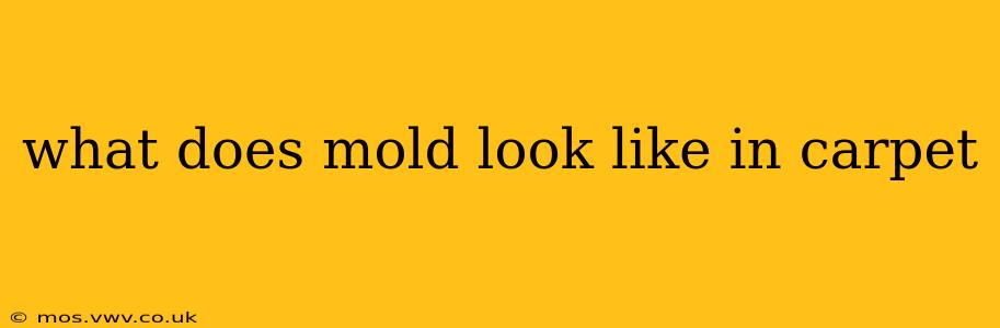 what does mold look like in carpet