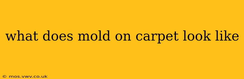 what does mold on carpet look like