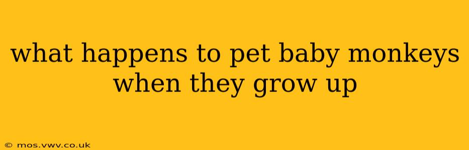 what happens to pet baby monkeys when they grow up