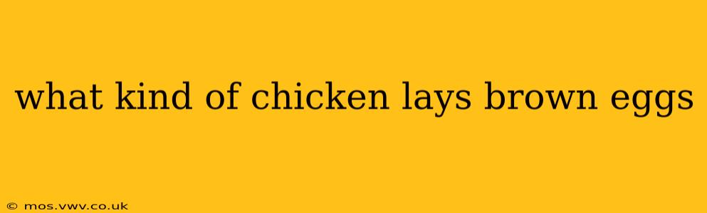 what kind of chicken lays brown eggs