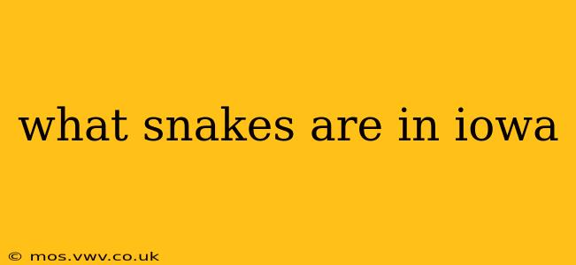 what snakes are in iowa