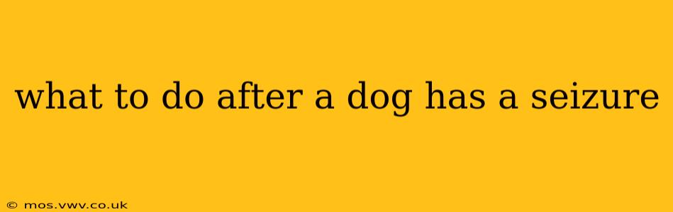 what to do after a dog has a seizure