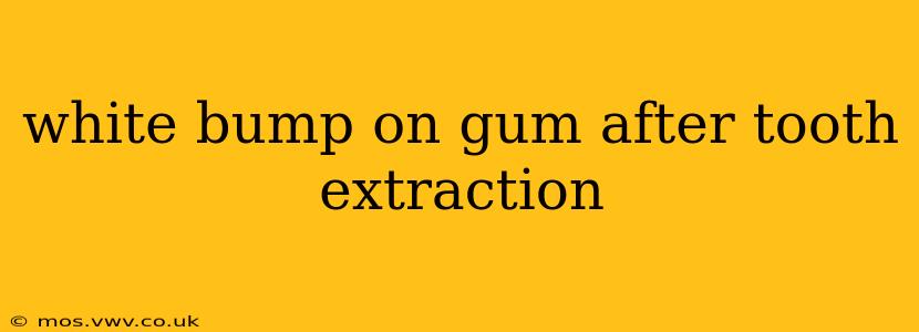 white bump on gum after tooth extraction