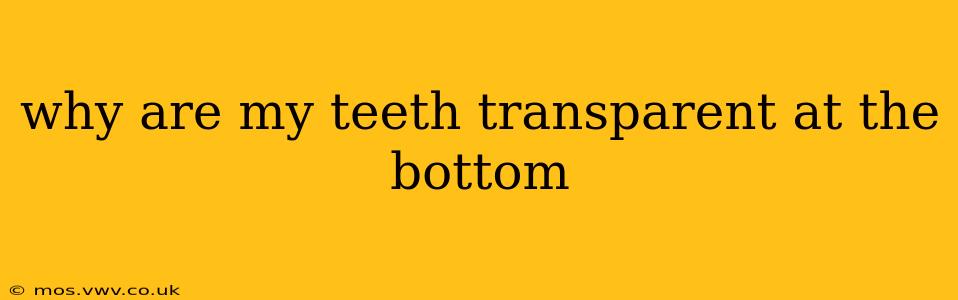 why are my teeth transparent at the bottom
