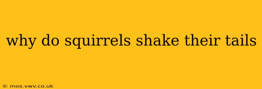 why do squirrels shake their tails